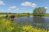 Water with pollard willows