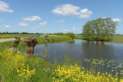 Water with pollard willows