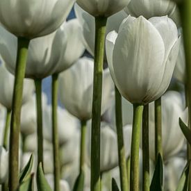 White tulips from below van Bianca Boogerd