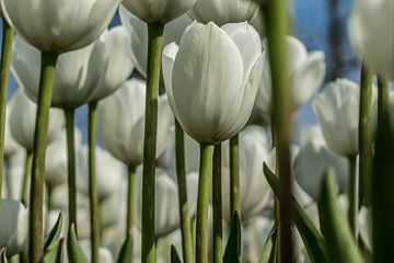 White tulips from below