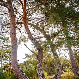 tridant or poseidon by Pieter Offergelt