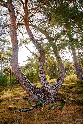 Tridant oder Poseidon