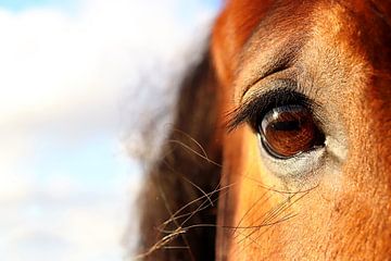 paard (oog) van Daphne Brouwer
