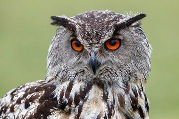 Portrait owl / eagle owl by Henk Bogaard