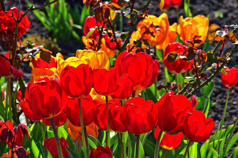 Tulpenblüte par Edgar Schermaul