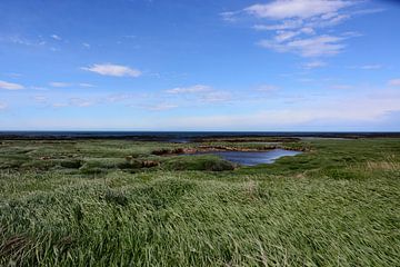Grünes Island im Frühling