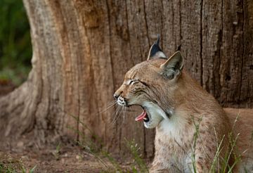 Lynx van Corrie Post