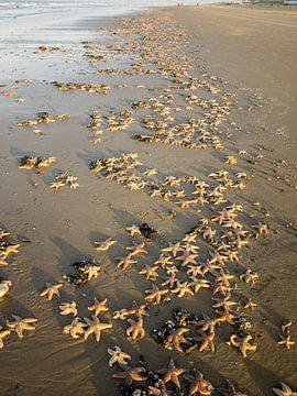 Zeesterren op het strand van Niek