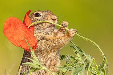 This flower is for you