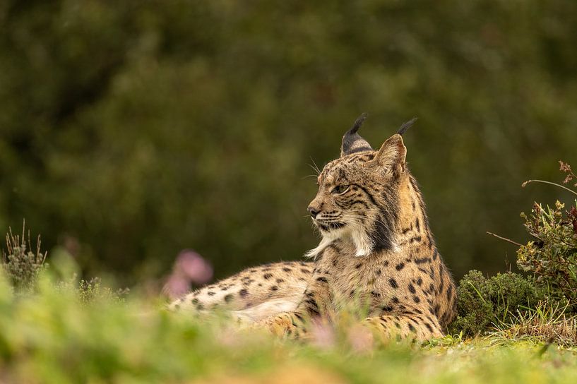 Portrait of a Iberian lynx by Sven Scraeyen