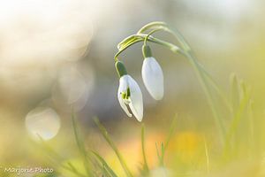 perce-neige