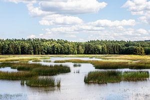 un lac tranquille avec une rangée d'arbres