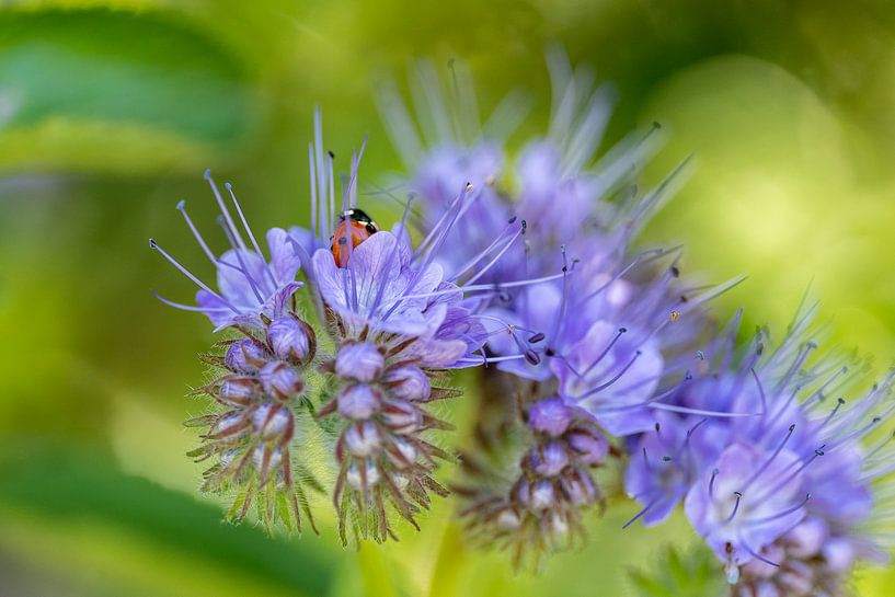 Phacelia von Mel van Schayk