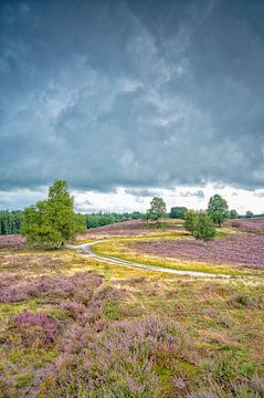 Chemin à travers des bruyères en fleurs avec des nuages au-dessus. sur Sjoerd van der Wal Photographie