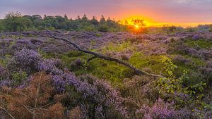 Sonnenaufgang über dem lila Heidekraut in den Bakkeveen-Dünen
