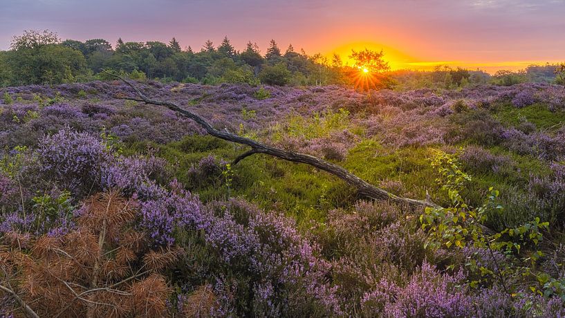 Lever de soleil sur la bruyère violette des dunes de Bakkeveen par Henk Meijer Photography