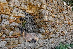 Bergziege beim Ausruhen. Kos Griechenland