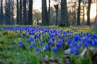 Blaue Trauben von Peter Deschepper Miniaturansicht