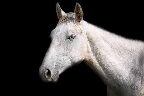 Witte paard op zwarte achtergrond