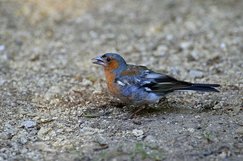 Vink