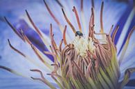 Detail of a clematis by ElkeS Fotografie thumbnail