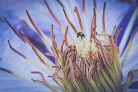 Detail van een clematis van ElkeS Fotografie