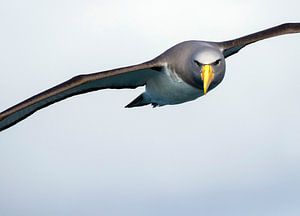 Chatham Albatross (Thalassarche eremita) van Beschermingswerk voor aan uw muur