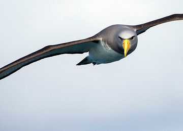 Chatham-Albatros (Thalassarche eremita) von Beschermingswerk voor aan uw muur