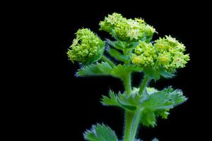 Lady's Mantle