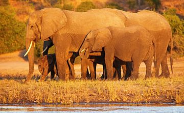 Elephants in the evening light - Africa wildlife by W. Woyke
