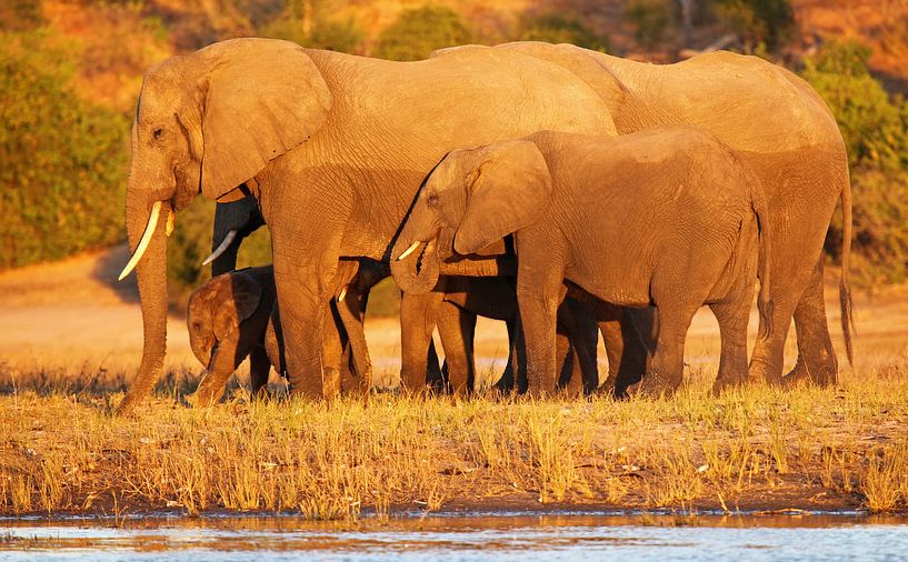 Elefanten im Abendlicht - Afrika wildlife von W. Woyke