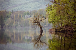 Baum im See