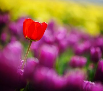 Lonely red tulip by Riekus Reinders