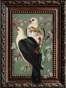 Fruit Pigeons