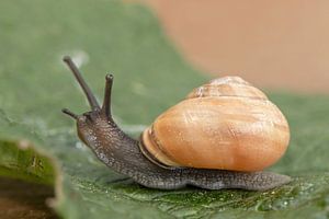 Escargot de jardin en mouvement