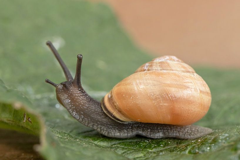 Escargot de jardin en mouvement par Tanja van Beuningen