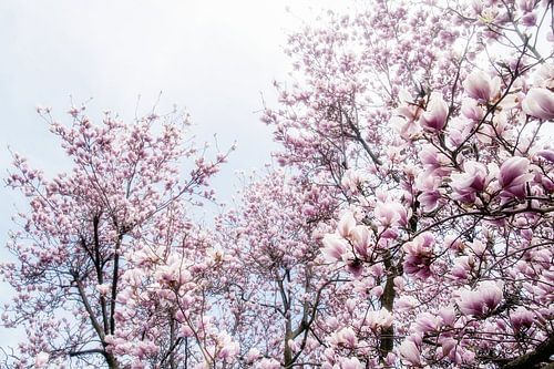 Pink flowers of the Magnolia spring blossom III