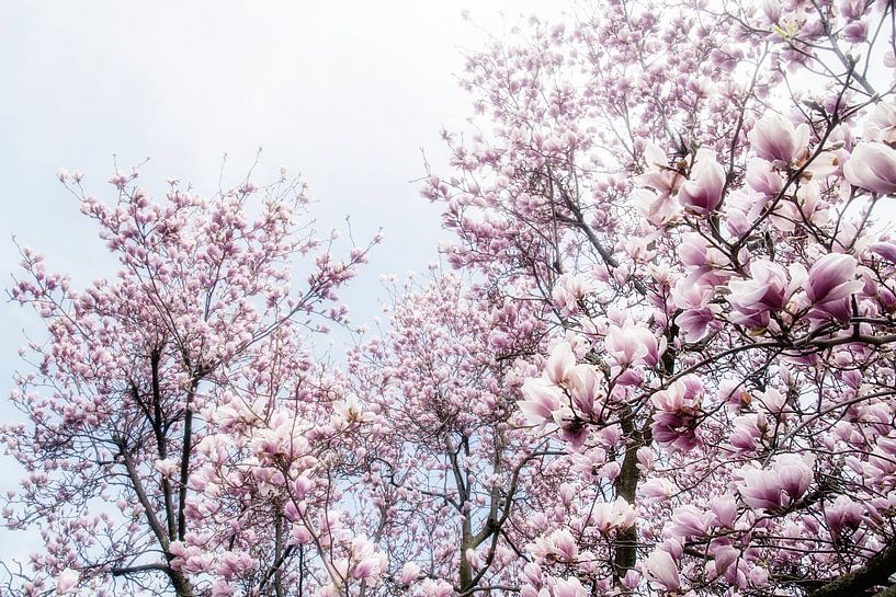Pink flowers of the Magnolia spring blossom III by Jessica Berendsen