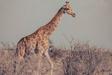 Girafe dans le parc national d'Etosha en Namibie, Afrique sur Patrick Groß