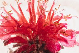 Gouden balsem in ijs 1 van Marc Heiligenstein