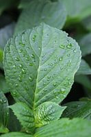 Leaf with drops