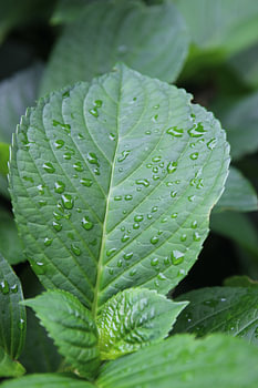 Leaf with drops