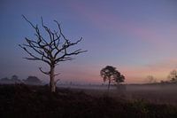 Lonely tree Malpie