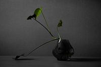 Plant in the dark