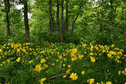 Wilde bloemen in het bos in de zomer