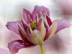 Clematis von Rob Boon