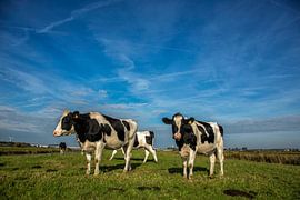 Koeien in het weiland by Joke Beers-Blom