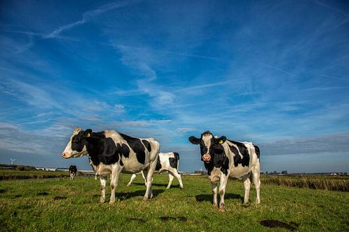 Koeien in het weiland