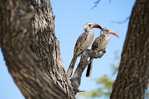 Un couple de toucans à bec rouge (Tockus rufirostris) encadré par deux troncs d'arbre