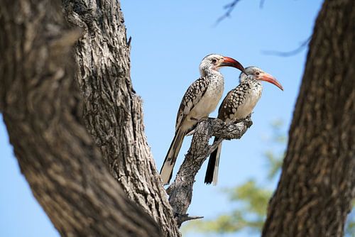 Un couple de toucans à bec rouge (Tockus rufirostris) encadré par deux troncs d'arbre